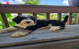 Bernedoodle dogs for sale: Charlie - Image 7