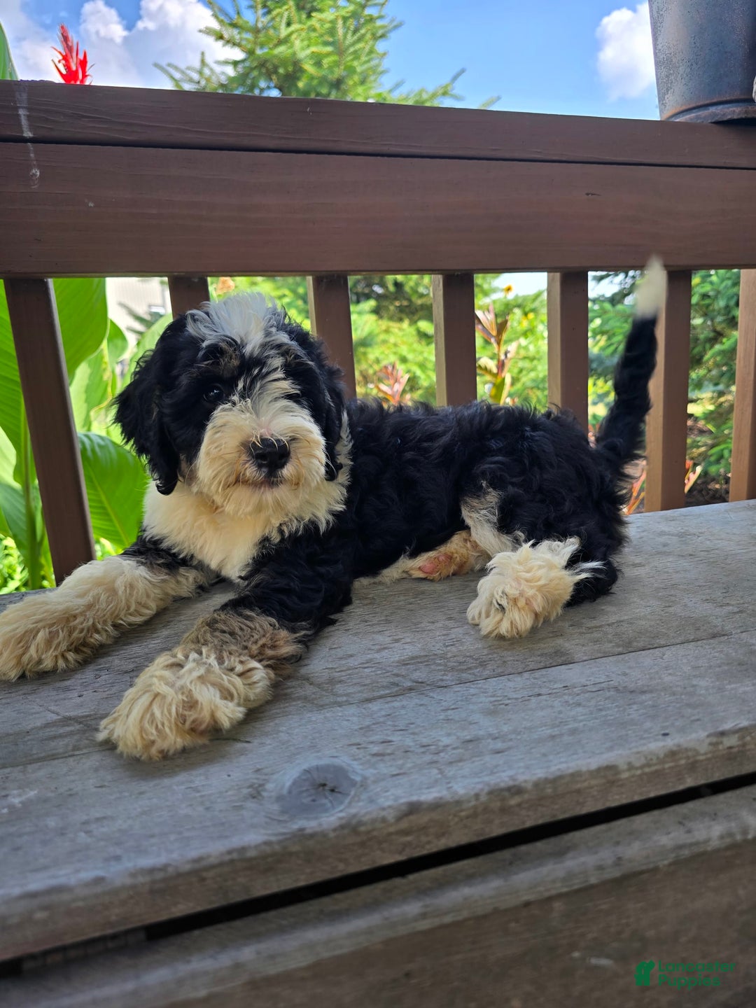 Bernedoodle dogs for sale: Charlie - Image 7