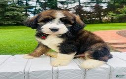 Bernedoodle dogs for sale: 🌸strawberry Shortcake - Image 3