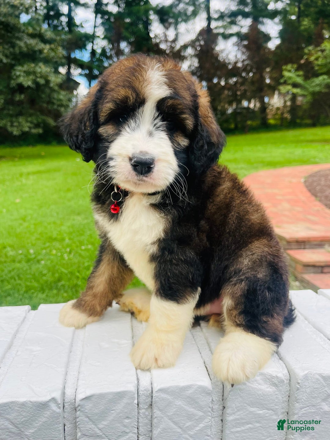 Bernedoodle dogs for sale: 🌸strawberry Shortcake - Image 3