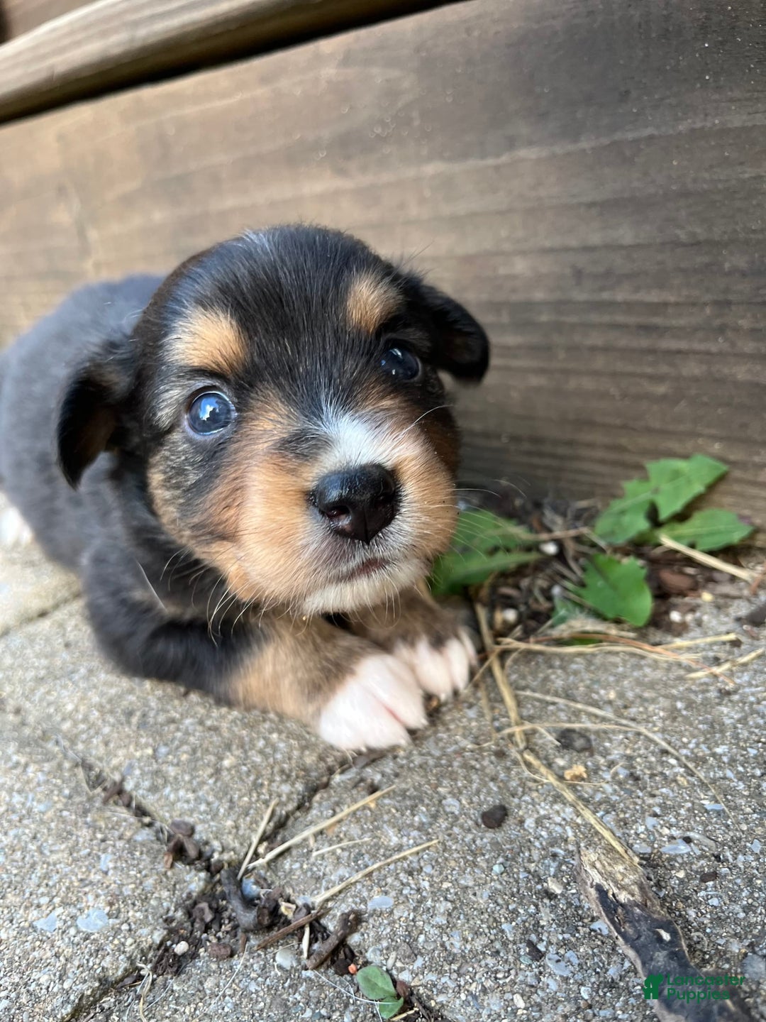 Miniature Australian Shepherd dogs for sale: Jane - Image 3