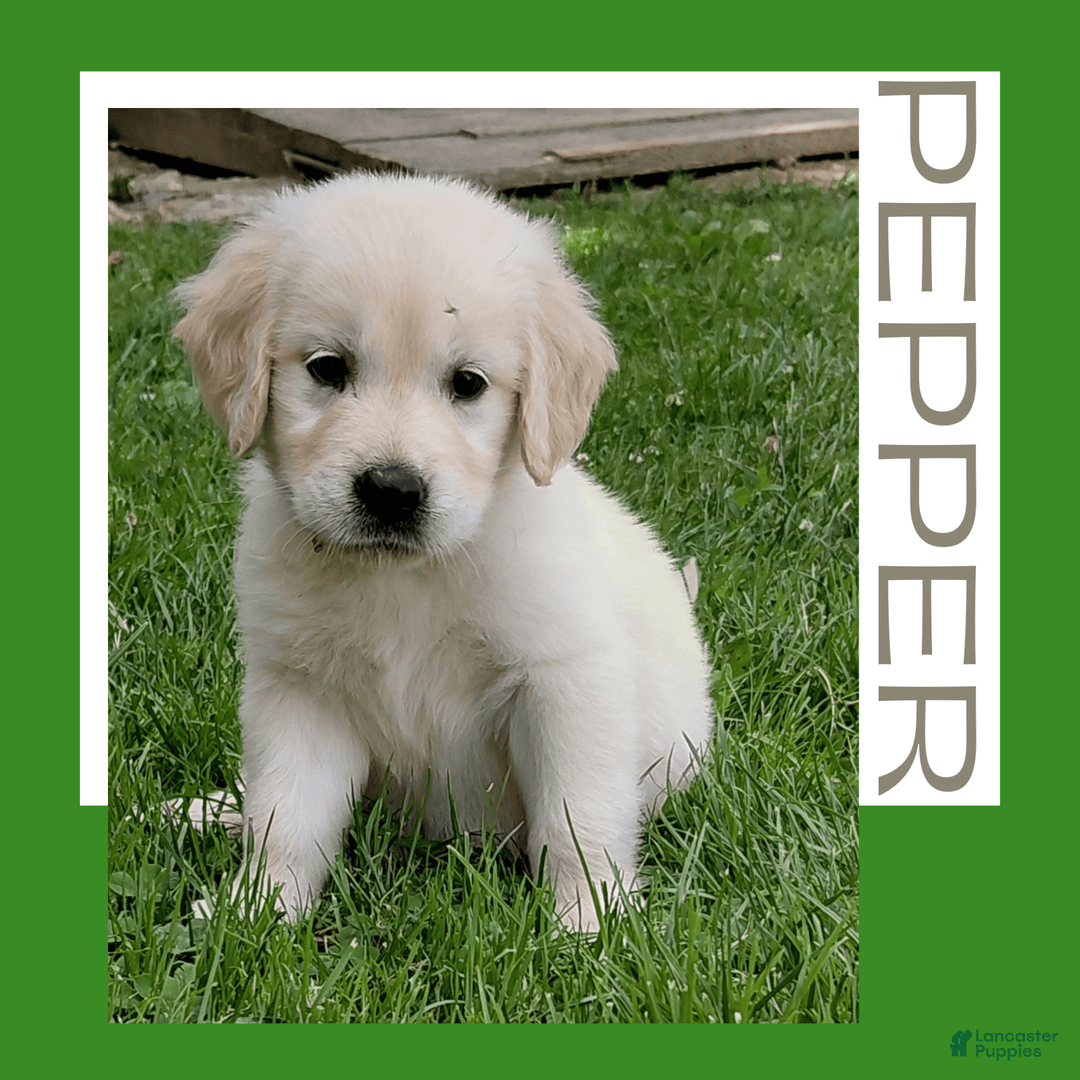 Golden Retriever dogs for sale: Pepper - Image 14