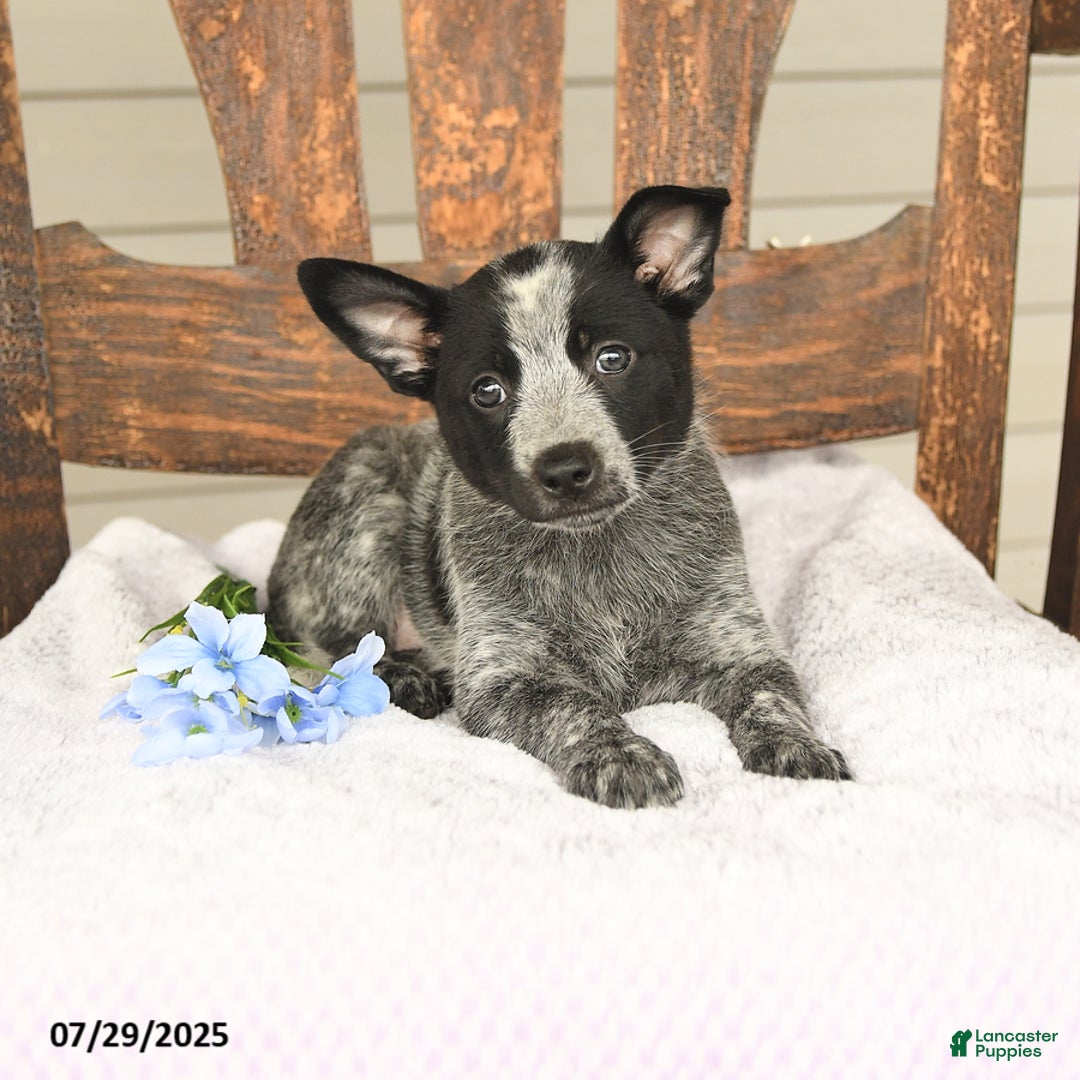Australian Cattle Dog dogs for sale: Marlene - Image 2