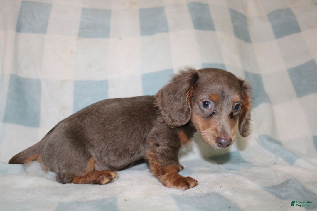Miniature Dachshund dogs for sale: Bingo - Image 17