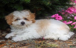 Toy Poodle dogs for sale: Bobby - Image 9