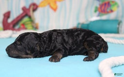 Toy Poodle dogs for sale: Jett - Image 7