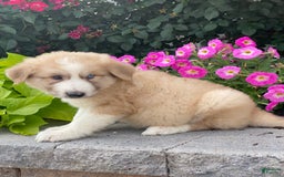 Great Pyrenees dogs for sale: Griff - Image 3