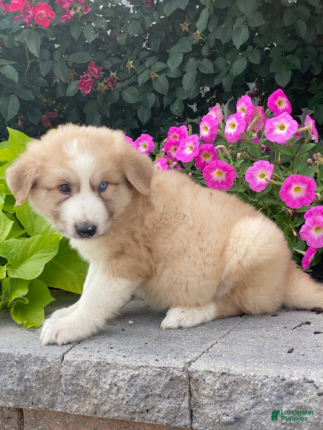 Great Pyrenees dogs for sale: Griff - Image 3
