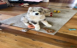 Australian Shepherd dogs for sale: Zoey - Image 14