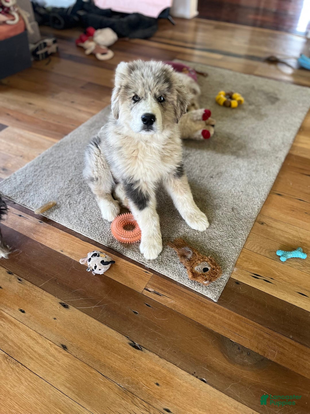 Australian Shepherd dogs for sale: Zoey - Image 14