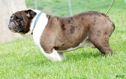 Beabull dogs for sale: Angie - Image 17