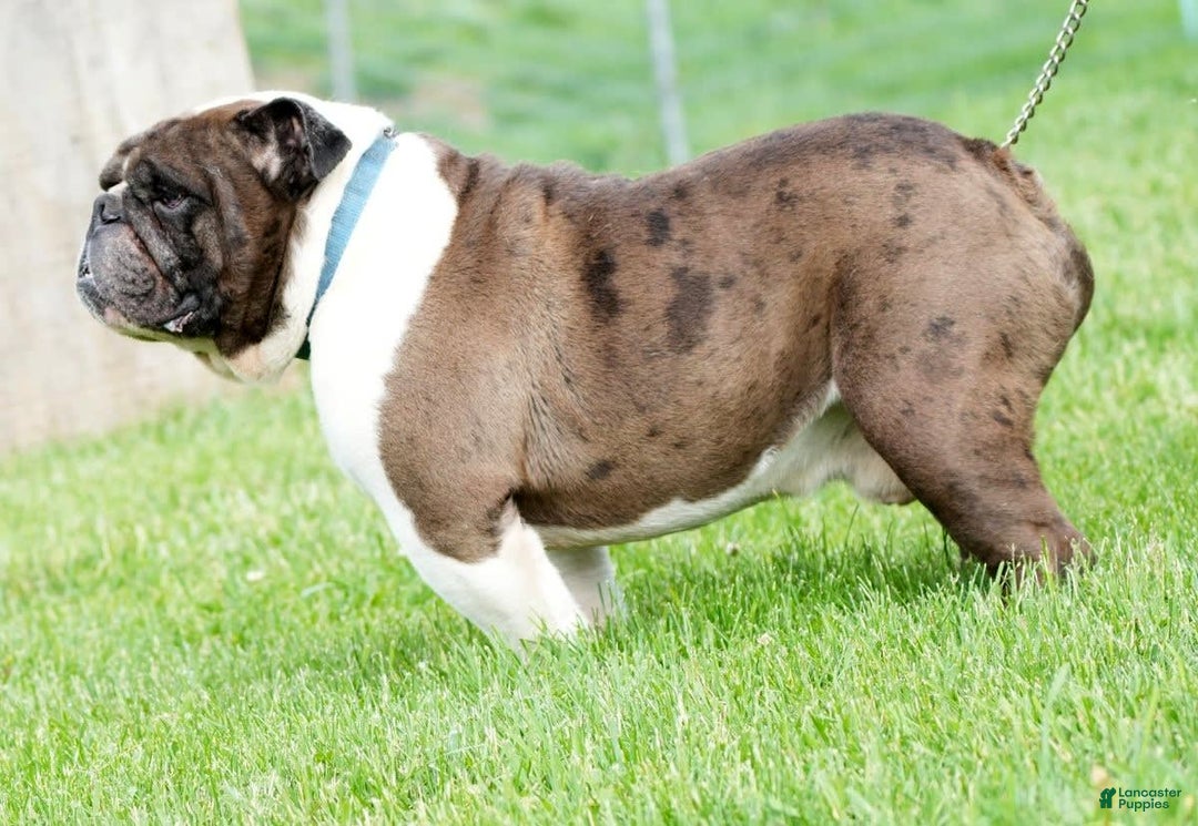Beabull dogs for sale: Angie - Image 17