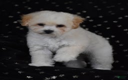 Miniature Poodle dogs for sale: Oakley - Image 1