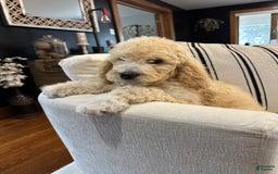 Labradoodle dogs for sale: Multigenerational Coco - Image 30