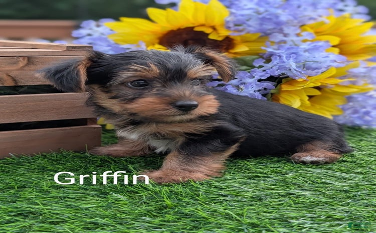 Yorkshire Terrier dogs for sale - Ad 1