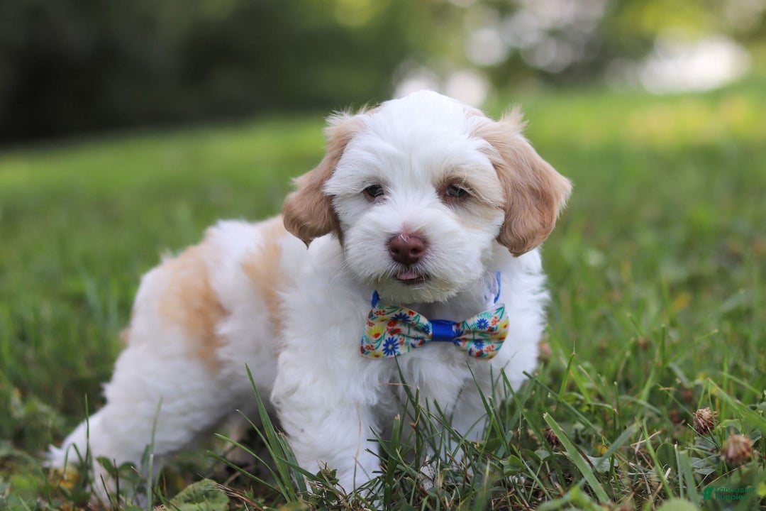 Shihpoo dogs for sale: Oliver - Image 5