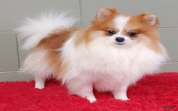Pomeranian dogs for sale: Tommy - Image 3