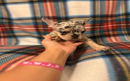 French Bulldog dogs for sale: Tammy - Image 4