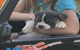 Olde English Bulldogge dogs for sale: Penny - Image 5