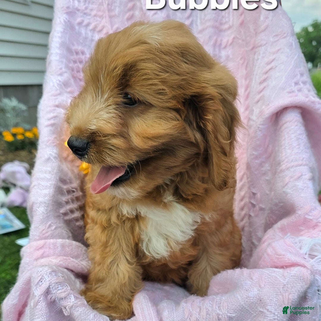 Cavapoo dogs for sale: Bubbles - Image 3