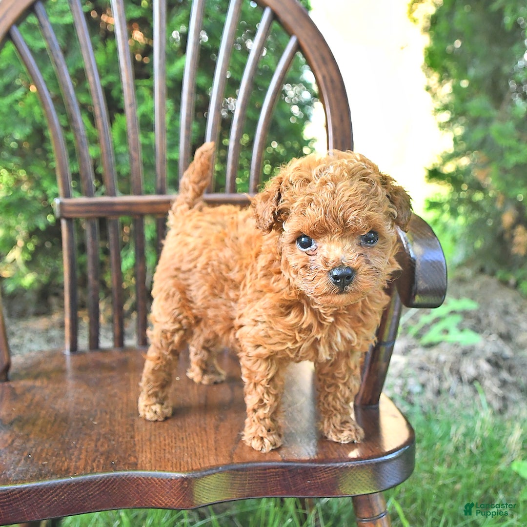 Toy Poodle dogs for sale: Peanut   Extra Small - Image 2