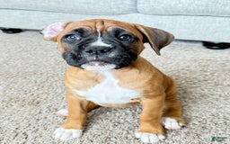 Boxer dogs for sale: Gracie - Image 1