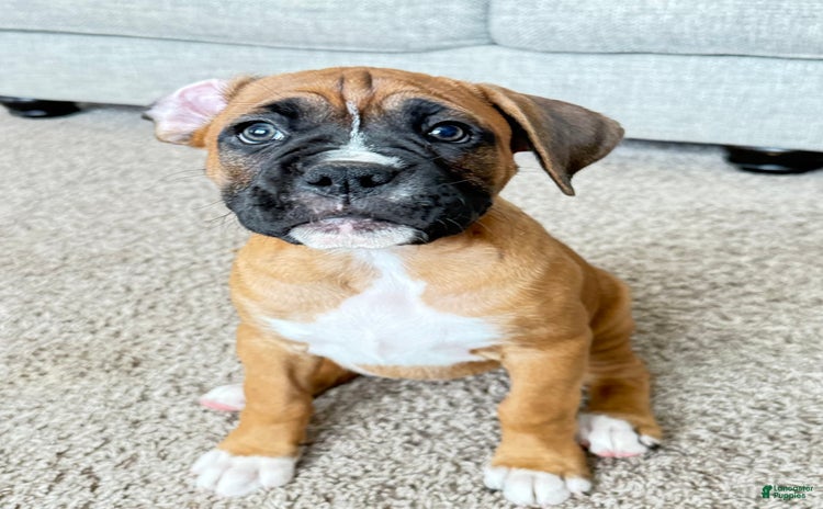 Boxer dogs for sale - Ad 1