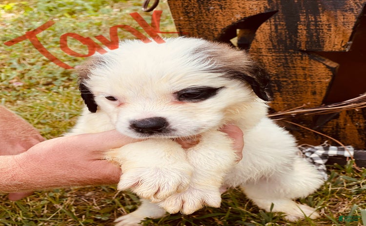 Saint Bernard dogs for sale - Ad 1