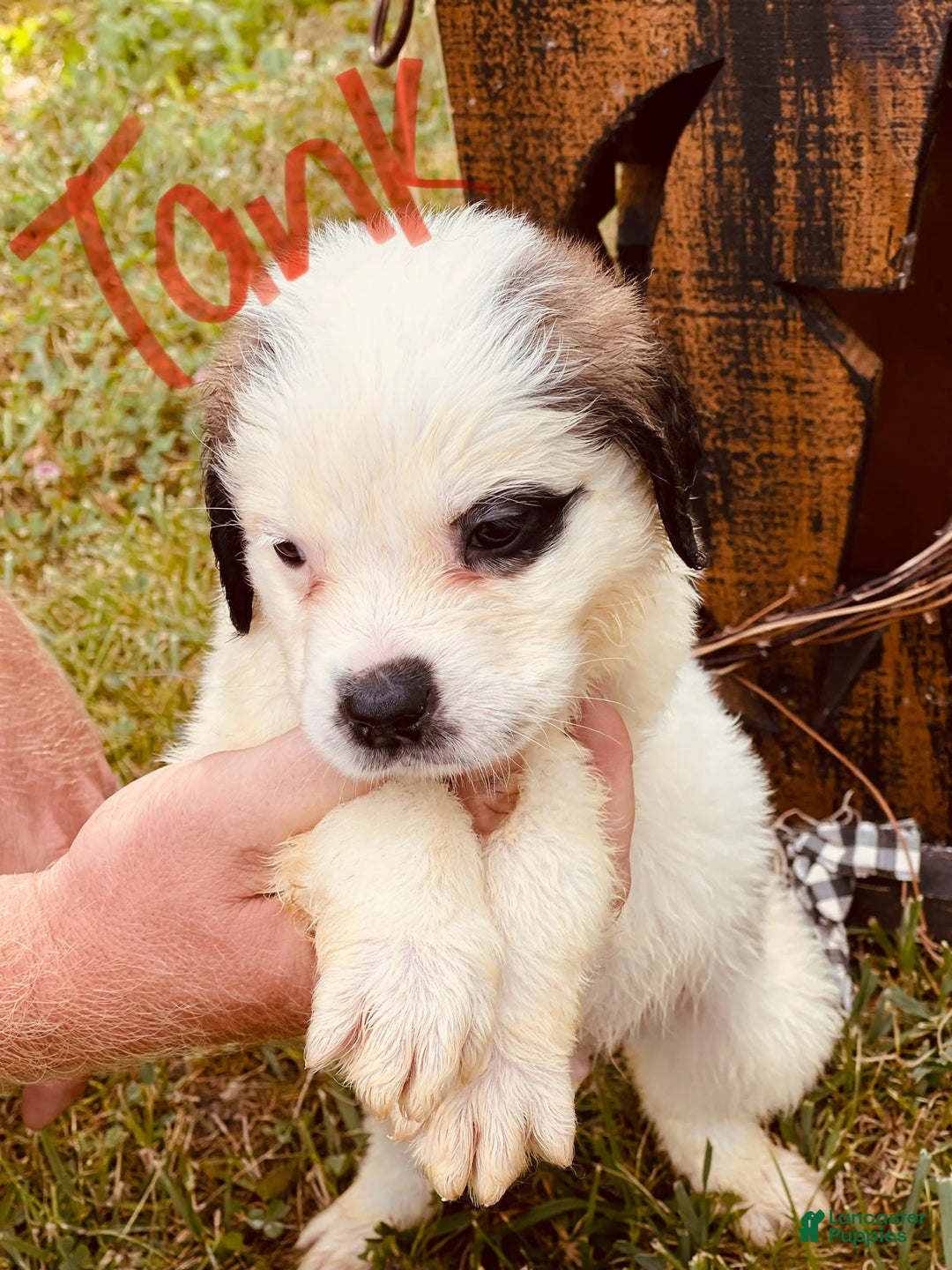 Saint Bernard dogs for sale: Tank - Image 1
