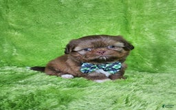 Shih Tzu dogs for sale: Bear - Image 2
