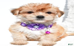 Morkie dogs for sale: Jane Teacup - Image 4