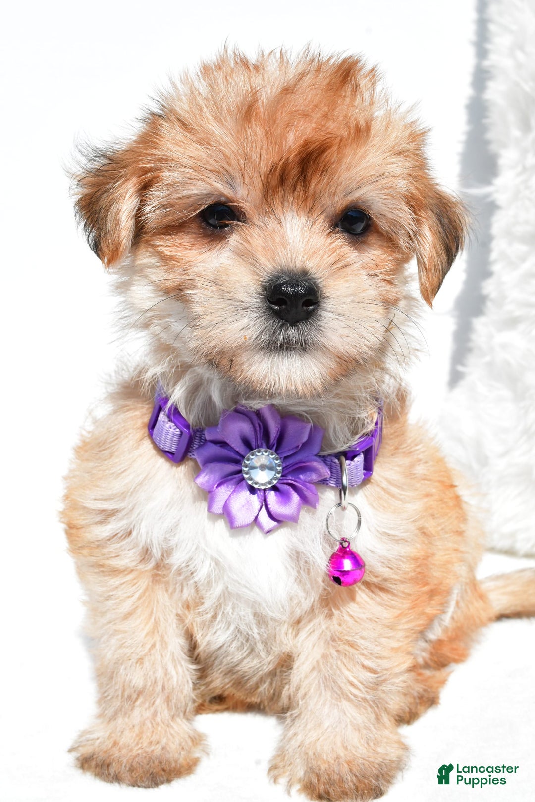 Morkie dogs for sale: Jane Teacup - Image 4