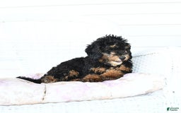 Miniature Poodle dogs for sale: Loura - Image 3