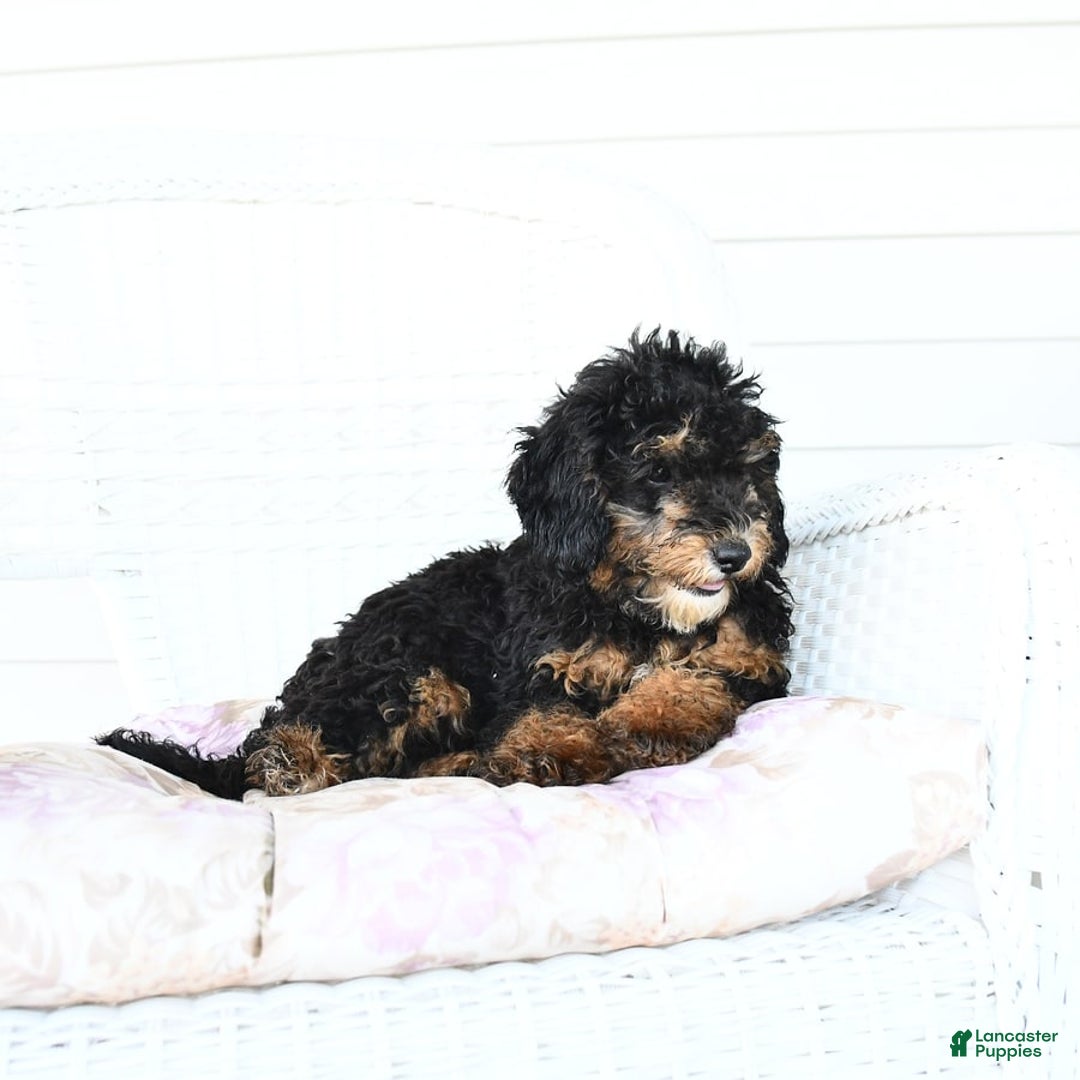 Miniature Poodle dogs for sale: Loura - Image 3