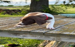German Shorthaired Pointer dogs for sale: Red Collar - Image 5