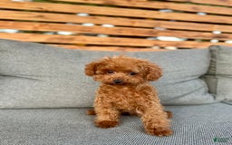 Toy Poodle dogs for sale: Premium Teacup Female - Image 3