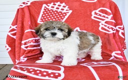 Teddy Bear dogs for sale: Hannes - Image 4
