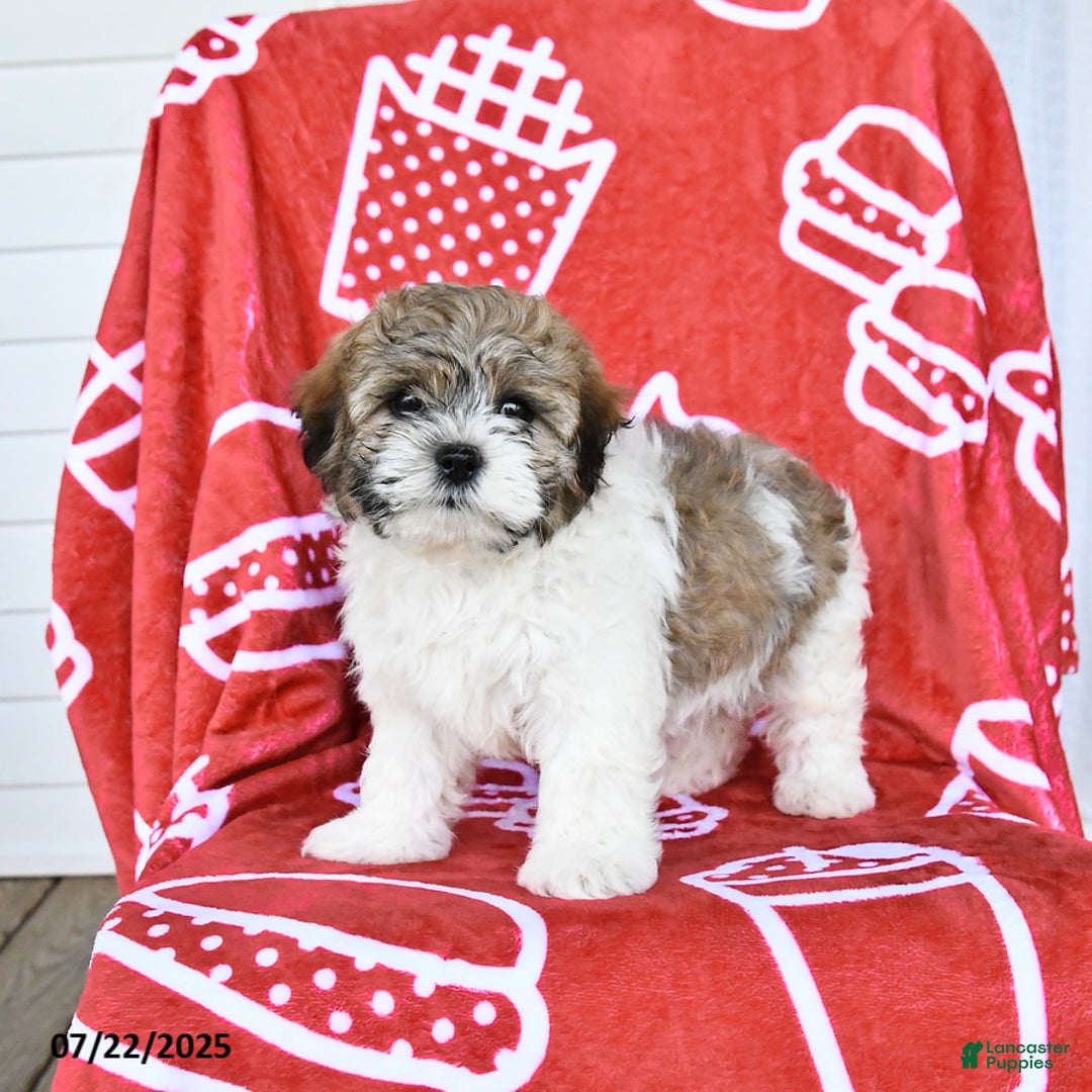 Teddy Bear dogs for sale: Hannes - Image 4