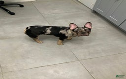 French Bulldog dogs for sale: Stirling - Image 5