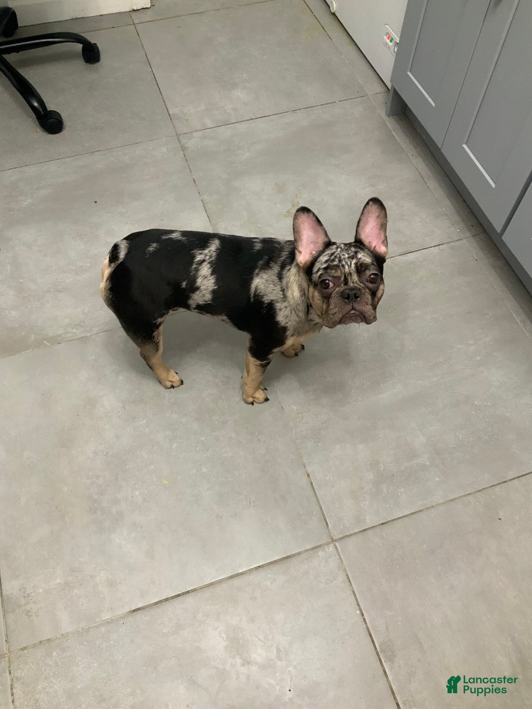 French Bulldog dogs for sale: Stirling - Image 5