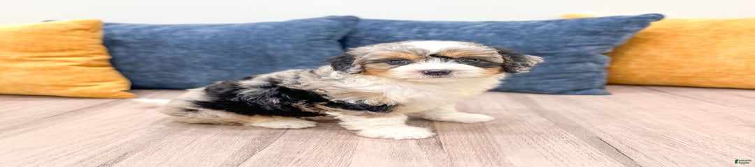 Mia