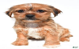 Shorkie dogs for sale: Wendy - Image 5