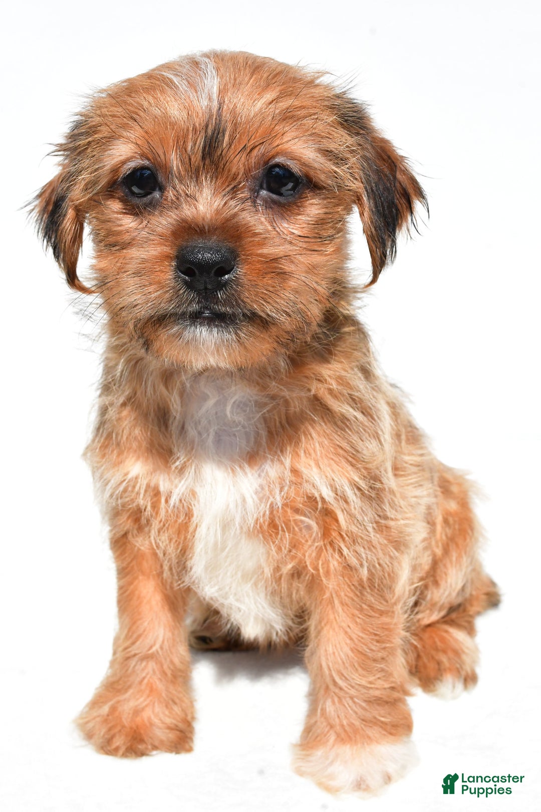 Shorkie dogs for sale: Wendy - Image 5