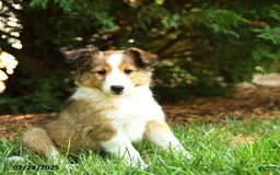 Shetland Sheepdog dogs for sale: Lira - Image 3