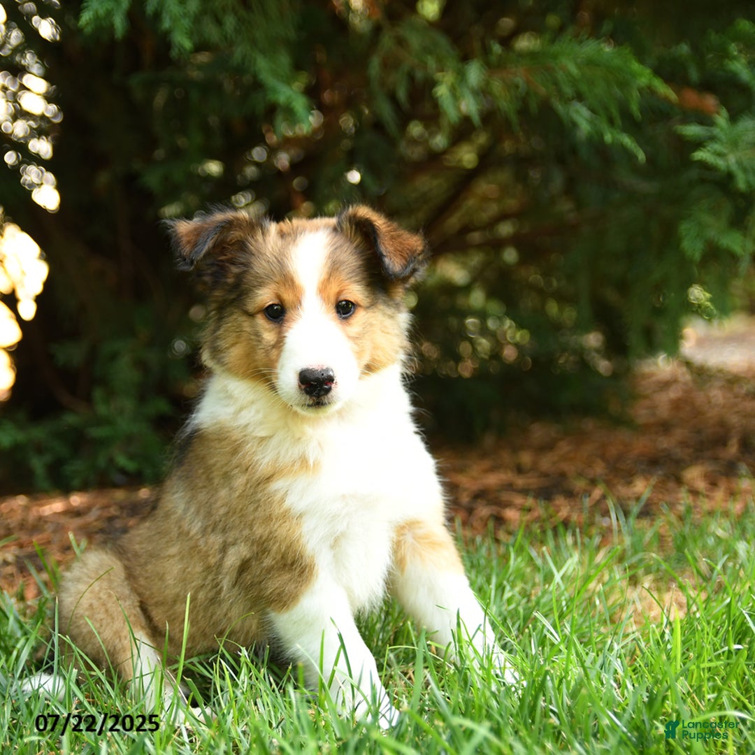 Shetland Sheepdog dogs for sale: Lira - Image 3