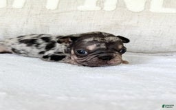 French Bulldog dogs for sale: Chance - Image 13