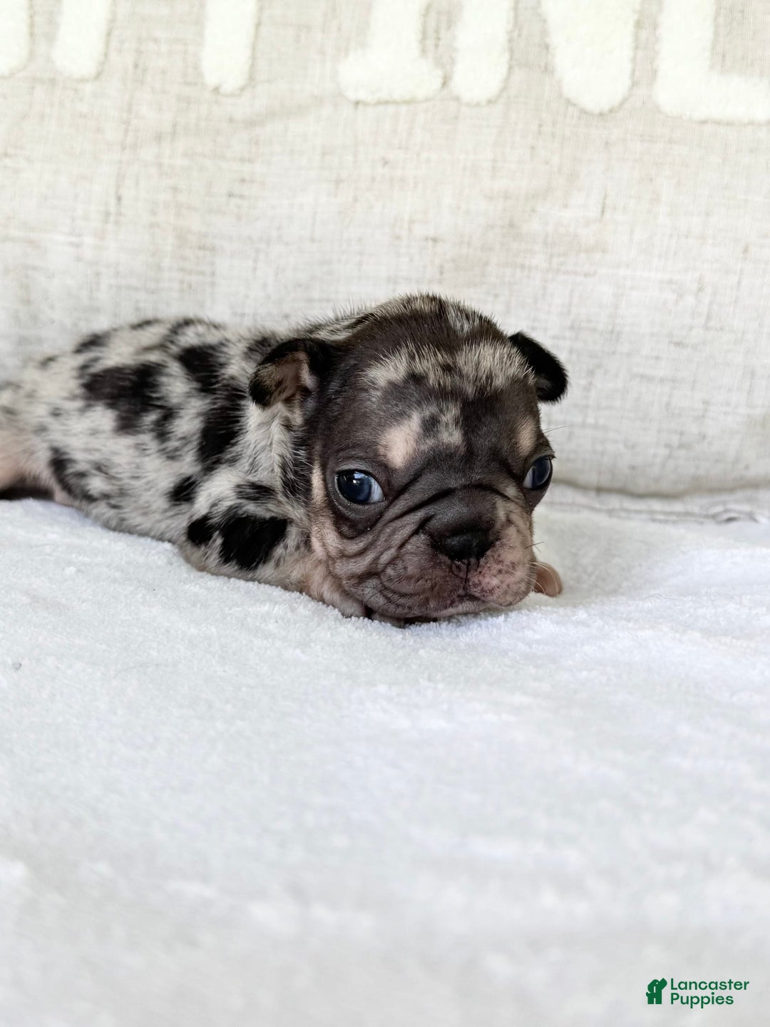 French Bulldog dogs for sale: Chance - Image 13