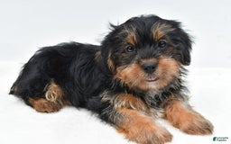 Shorkie dogs for sale: Natasha - Image 2