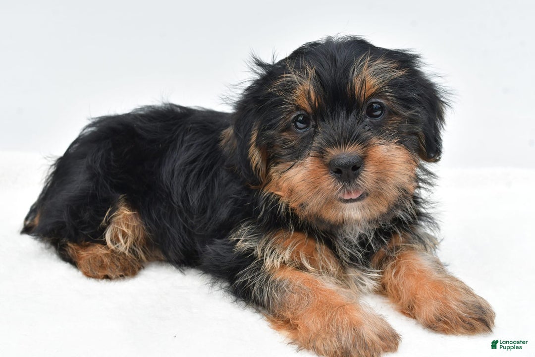 Shorkie dogs for sale: Natasha - Image 2