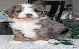 Mini Bernedoodle dogs for sale: Allie - Image 16